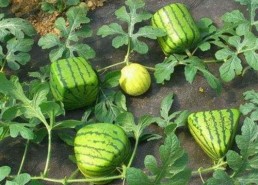 娱乐吃瓜酱猫咪上线！萌翻网友，网友：这谁看了不说一句离谱🐾