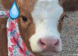 阿宗：从李宗盛模仿者到音乐新星的崛起之路