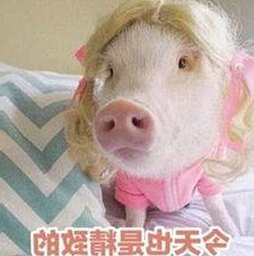 娱乐圈“吃瓜”大揭秘:那些年我们追过的趣事与热议