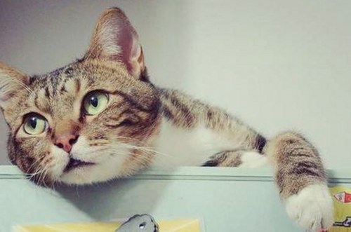 从“吃瓜”到财务自由：娱乐圈的另一面真相揭秘