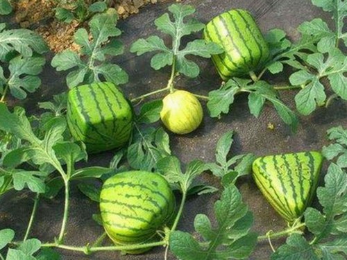 娱乐吃瓜酱猫咪上线！萌翻网友，网友：这谁看了不说一句离谱🐾